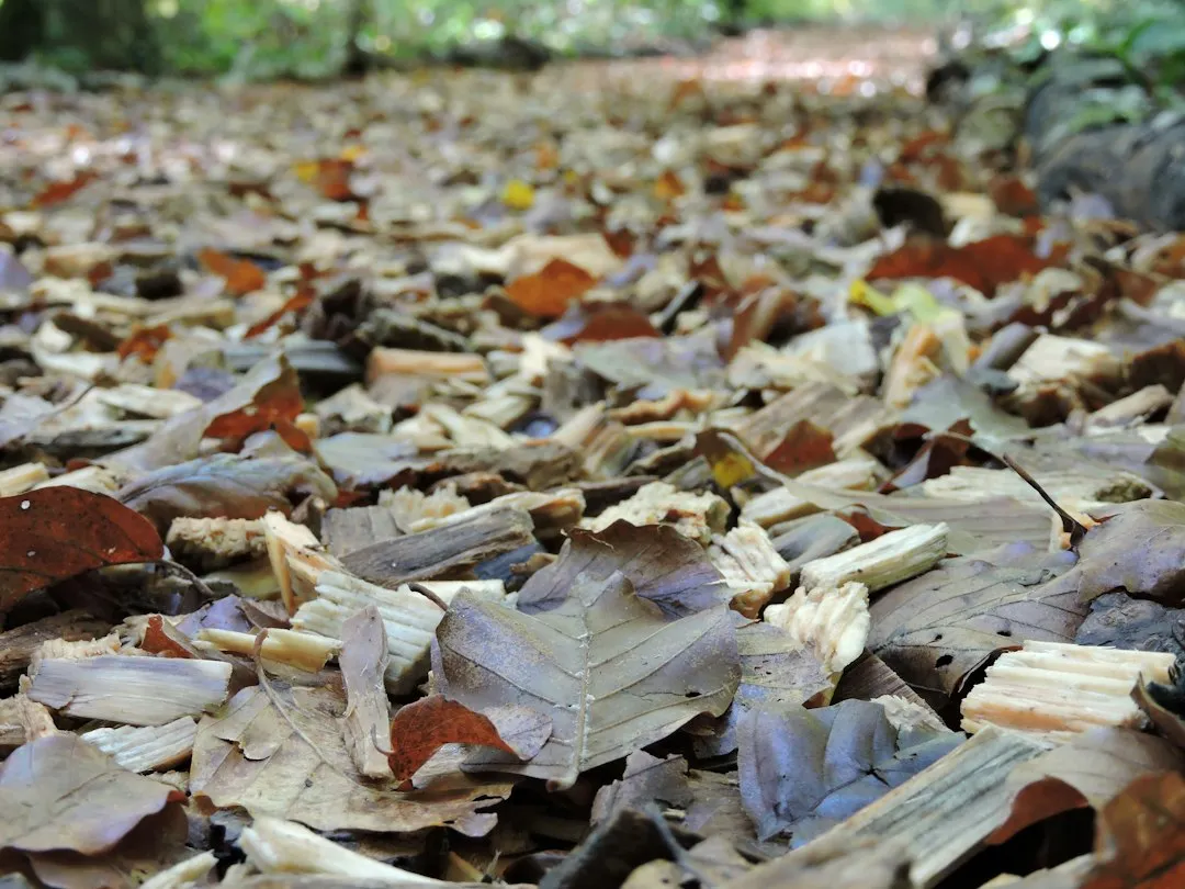Mulching After Planting Protects the Investment (Image Credits: Unsplash)