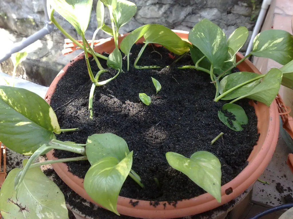 Transplant Shock Can Set Plants Back Weeks (fra-NCIS, Flickr, CC BY 2.0)