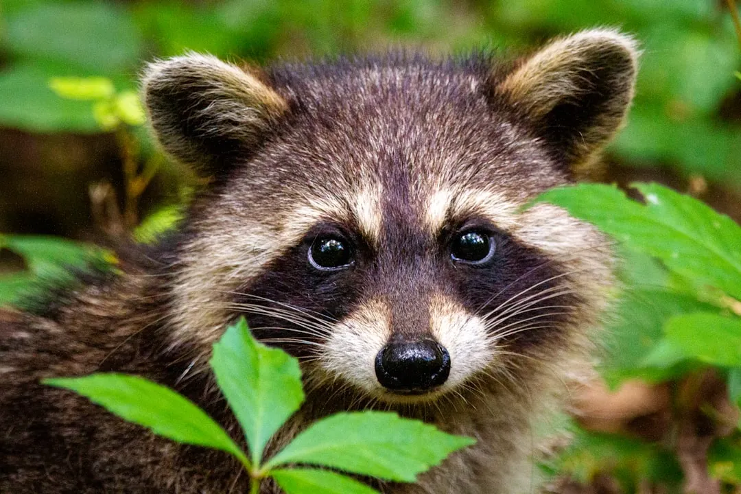Raccoons: The Sod-Flipping Opportunists (Image Credits: Unsplash)
