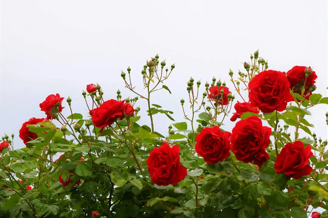 The Role of Planting Depth (Image Credits: Unsplash)
