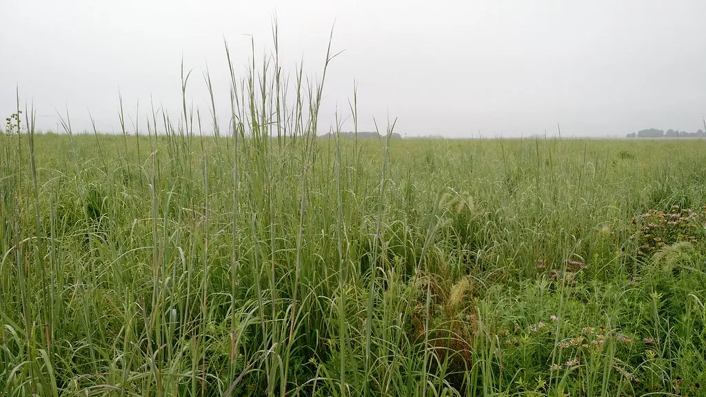 Big Bluestem: The Cornerstone Species for Tall Winter Cover (bradipo, Flickr, CC BY 2.0)