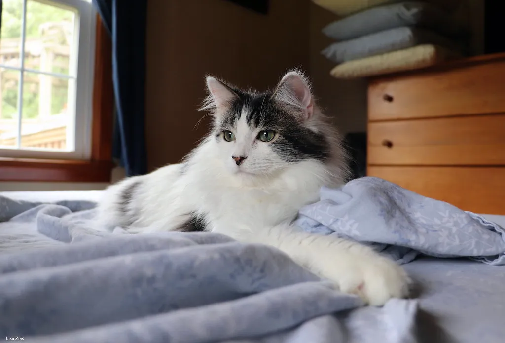 The Post-Litter Box Sprint Is a Separate Phenomenon (Lisa Zins, Flickr, CC BY 2.0)