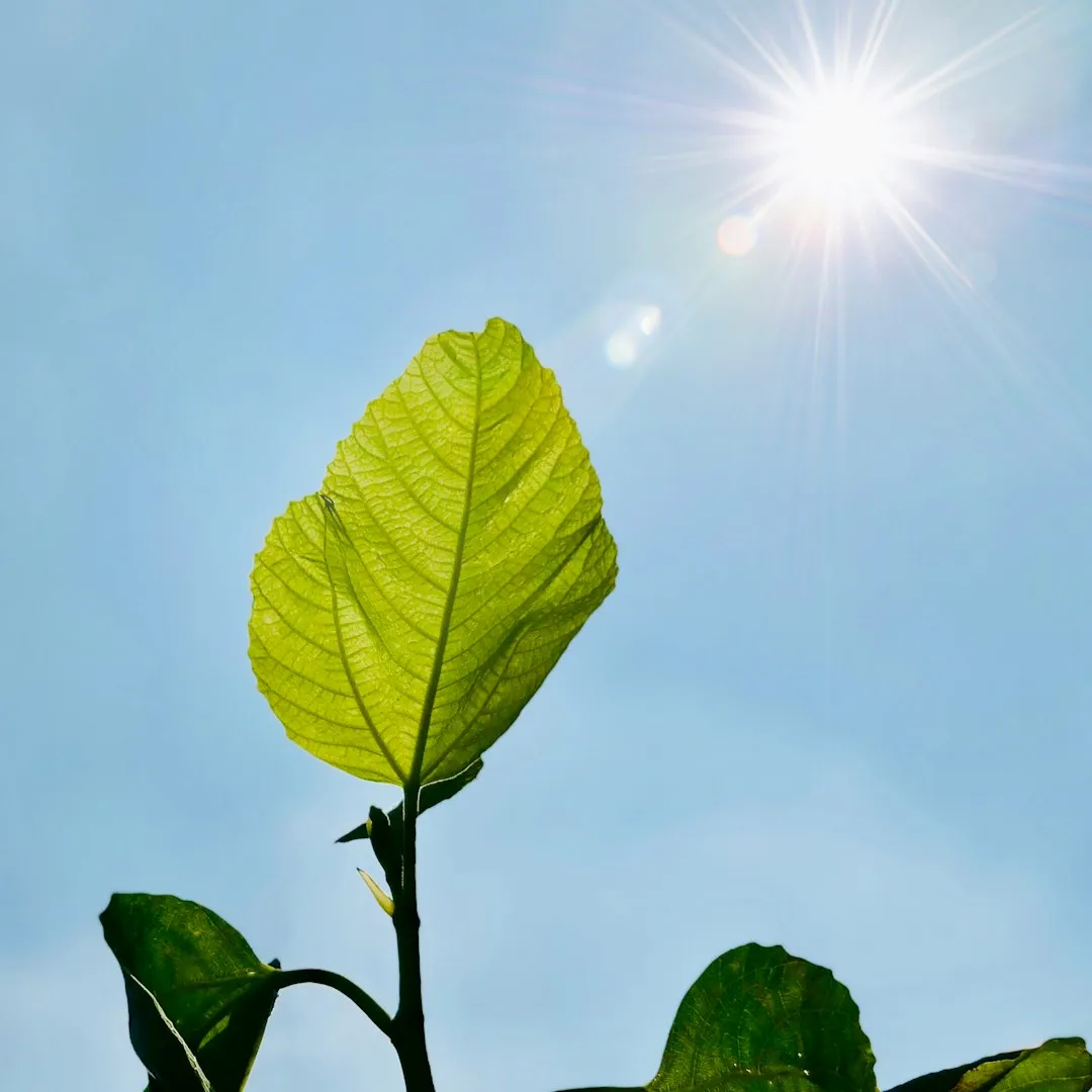 What Sunlight Deprivation Actually Looks Like on Your Plants (Image Credits: Unsplash)