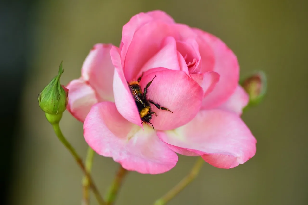 What Makes a Heritage Rose Worth Hunting Down (Image Credits: Pixabay)