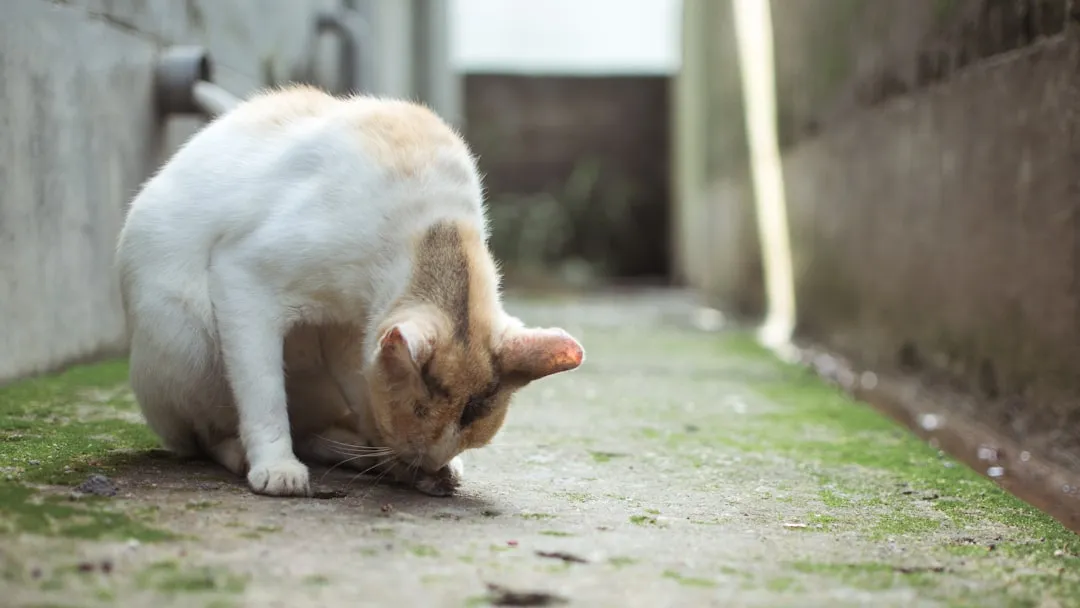 Feces Marking: The Sign People Miss Most Often (Image Credits: Unsplash)