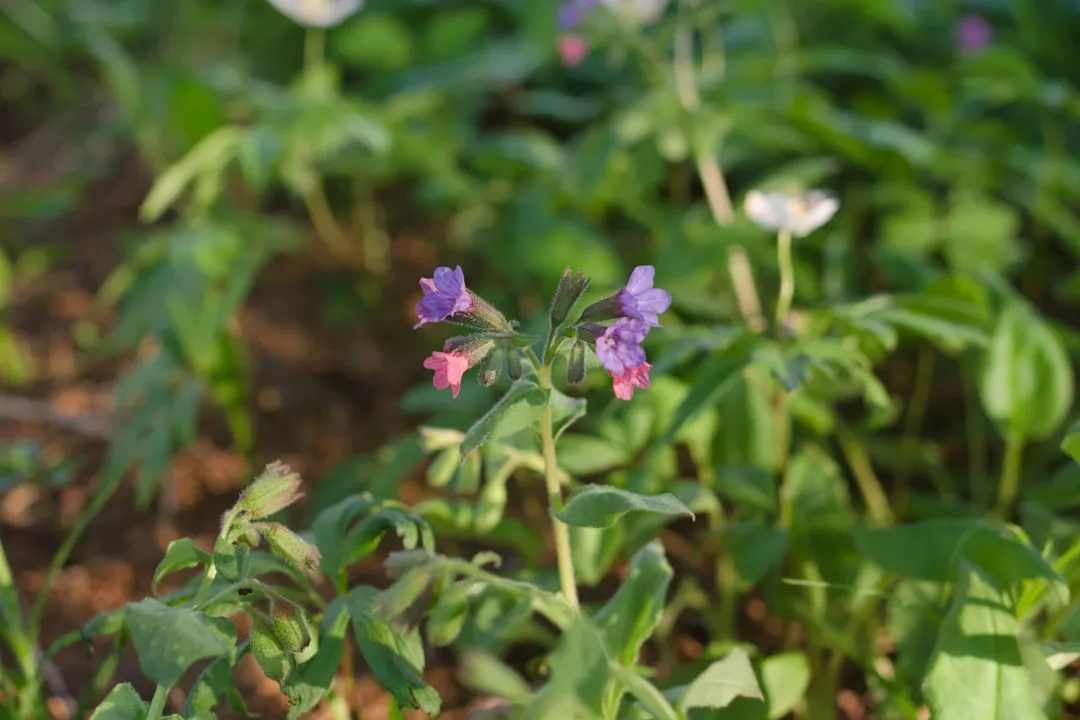 Lungwort: The Speckled Shade Dweller (Image Credits: Unsplash)