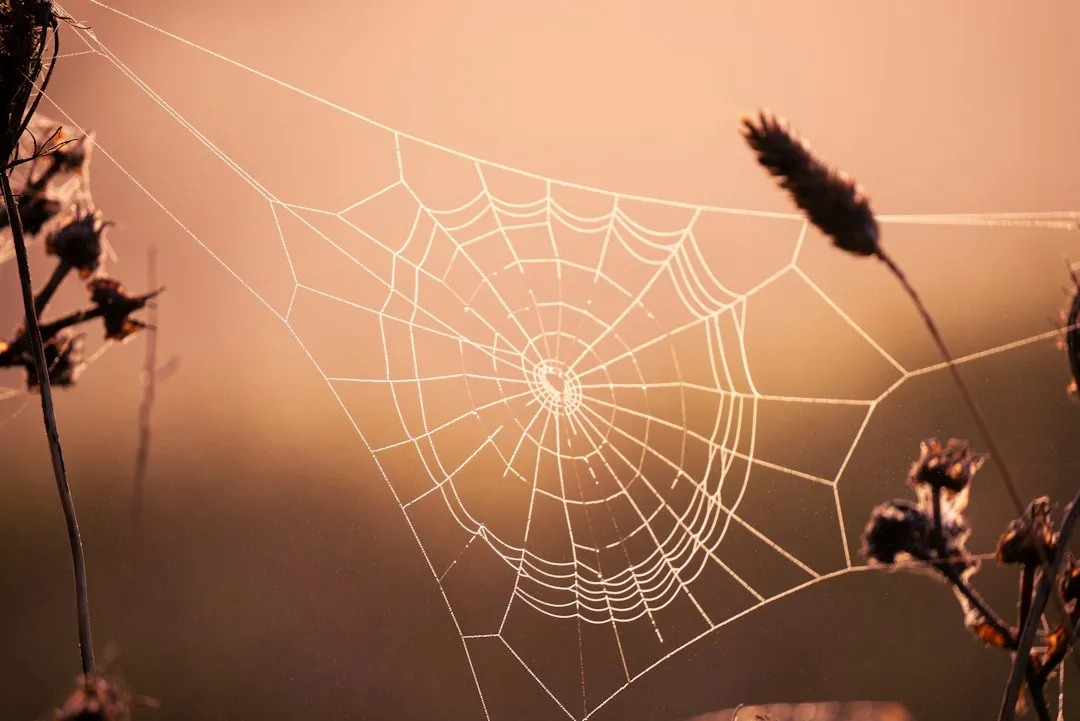 Grass Spiders Create Those Low, Flat Webs in Your Lawn (Image Credits: Unsplash)