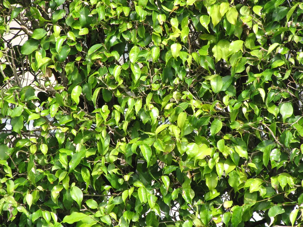 4. Indian Laurel (Ficus nitida): The Year-Round Evergreen Screen (Starr Environmental, Flickr, CC BY 2.0)