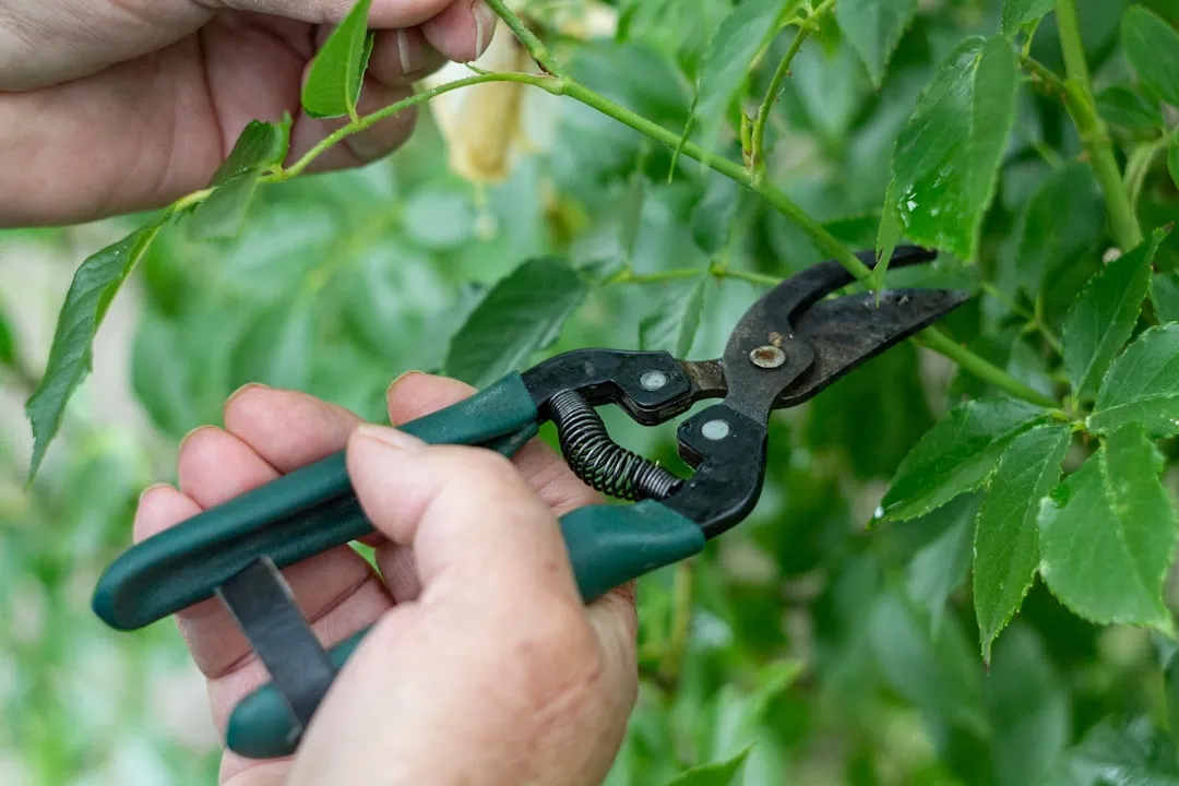 4. Quality Pruning Shears: Hygiene and Precision Are Both on the Line (Image Credits: Unsplash)