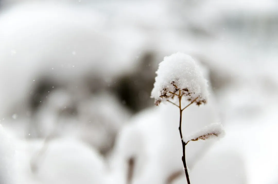 Snow Helps Plants Stay Properly Dormant (Image Credits: Unsplash)