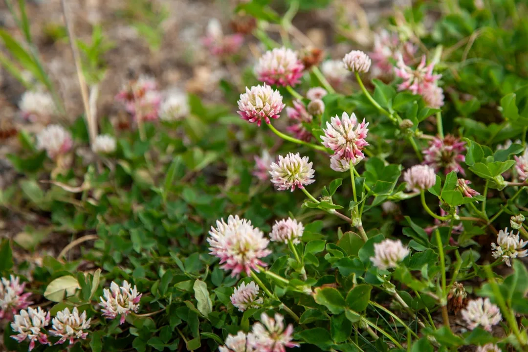 Supporting Bees and Native Pollinators (Image Credits: Unsplash)