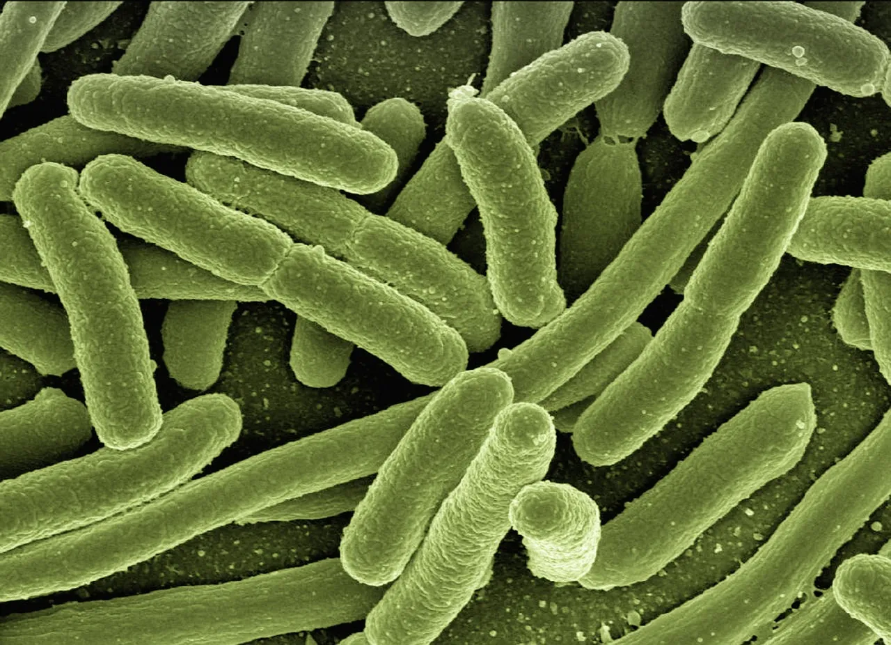 Bacteria Finds a Home in Your Filter (Image Credits: Pixabay)
