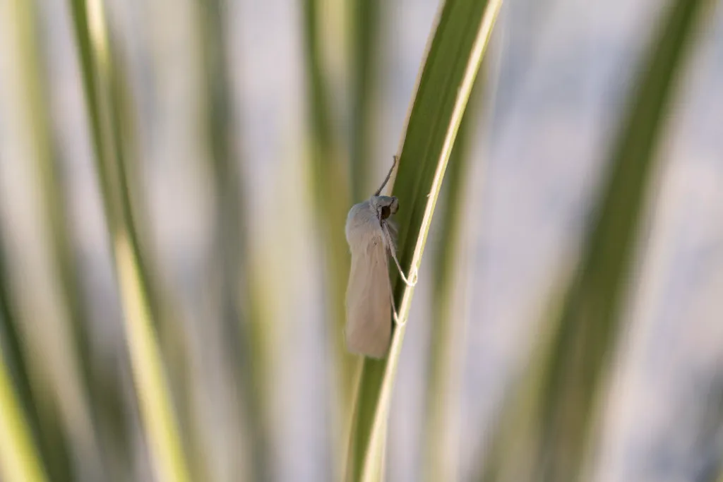 Egg-Laying and the Seed Bargain (Image Credits: Flickr)