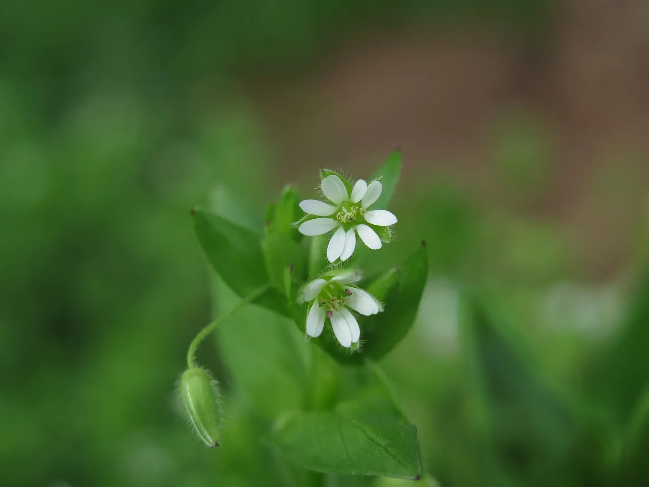 5. Chickweed (Stellaria media): A Tiny Weed With a Growing Global Market (Image Credits: Pixabay)