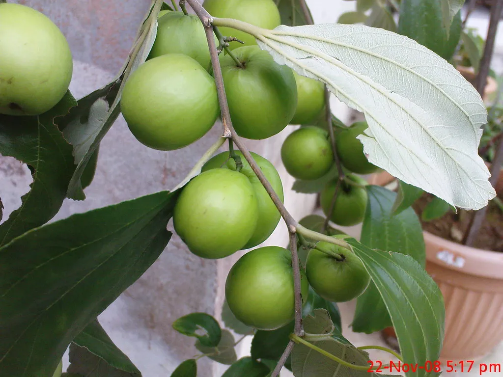 10. Jujube: The Heat Champion Worth Knowing (epen2c, Flickr, CC BY 2.0)
