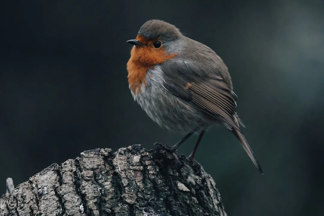 The Robin's Nearly Inaudible "Seet-Seet": A Hawk Signal Many People Miss (Image Credits: Unsplash)