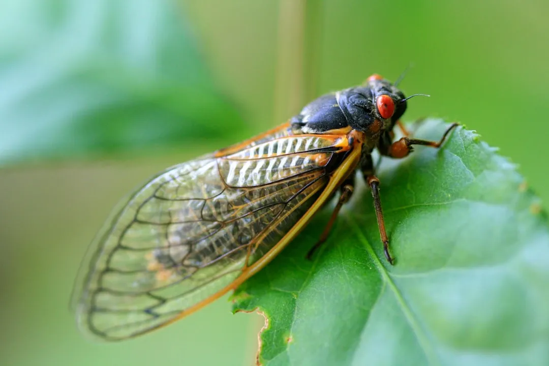 What Makes Periodical Cicadas Different From All Other Cicadas (Image Credits: Unsplash)