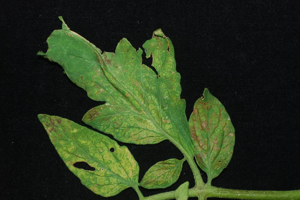 The Dull Green Droop That Starts on a Single Leaf (Image Credits: Flickr)