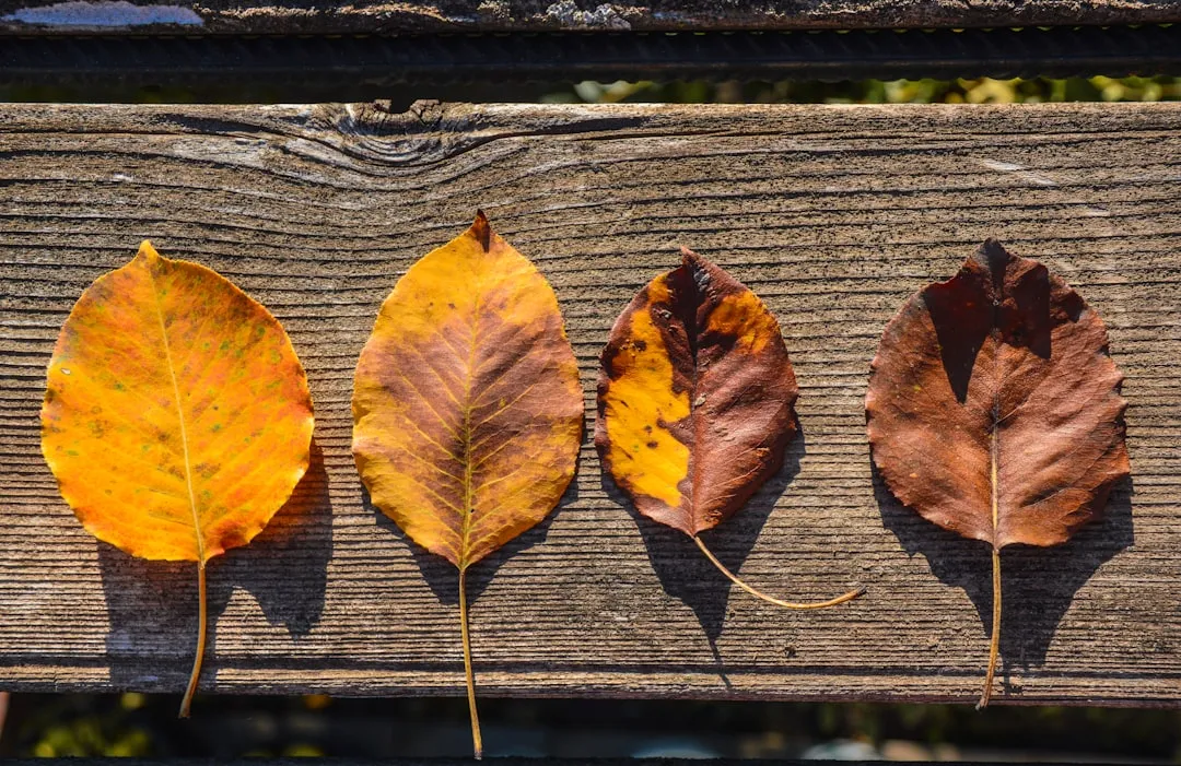 4. Look At The Newest Leaves For Iron Problems (Image Credits: Unsplash)