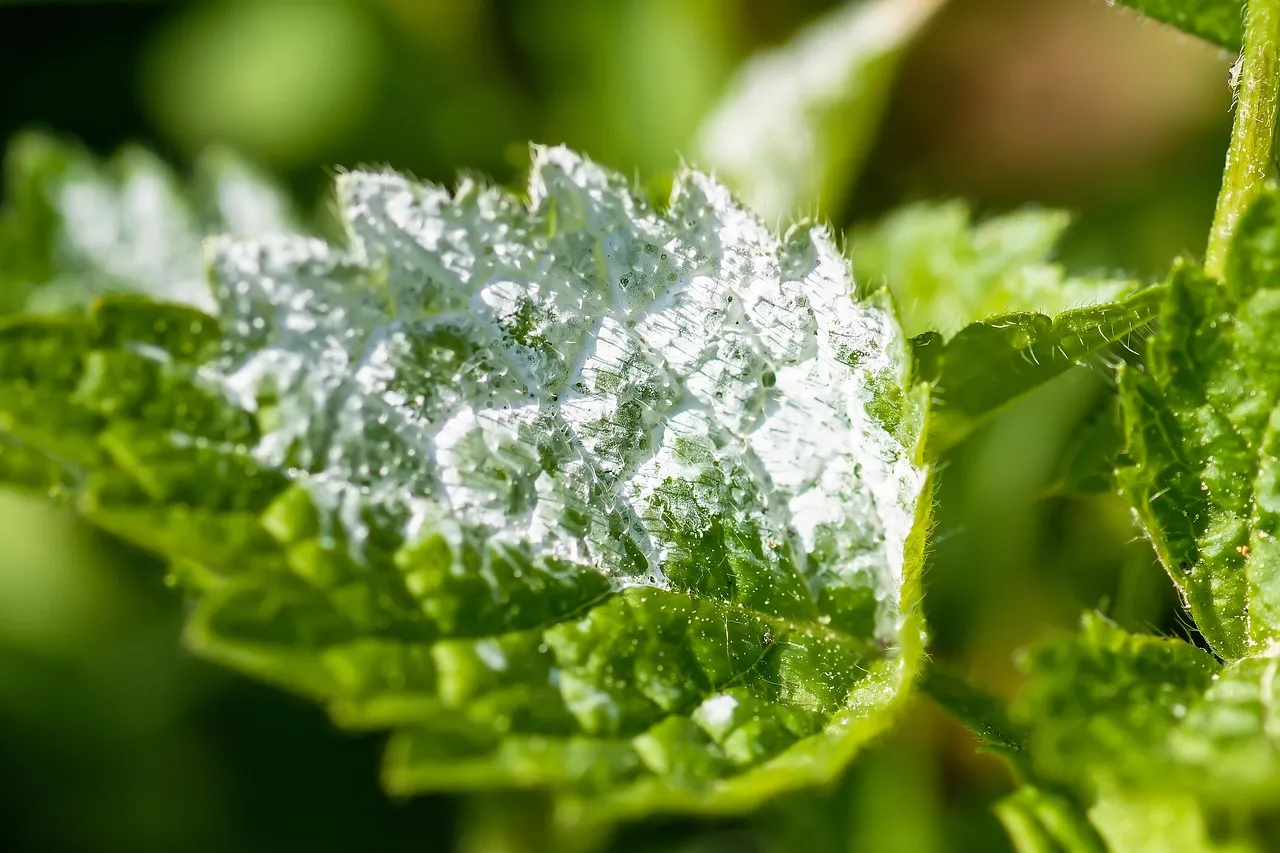 The Weather Pattern That Sets Off an Outbreak (Image Credits: Pixabay)