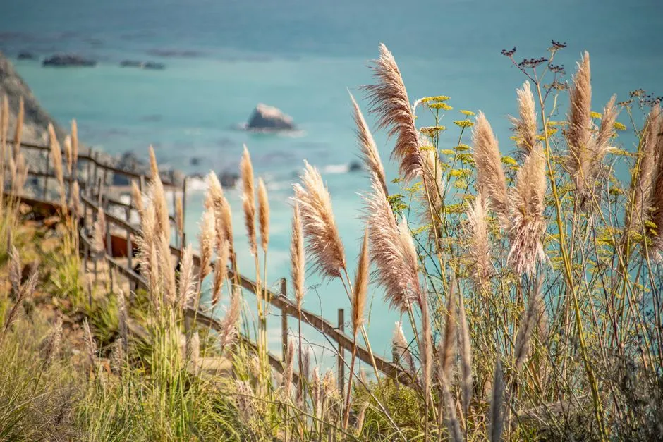 Why Native Plants Outperform Exotics in Malibu's Coastal Zone (Image Credits: Pexels)