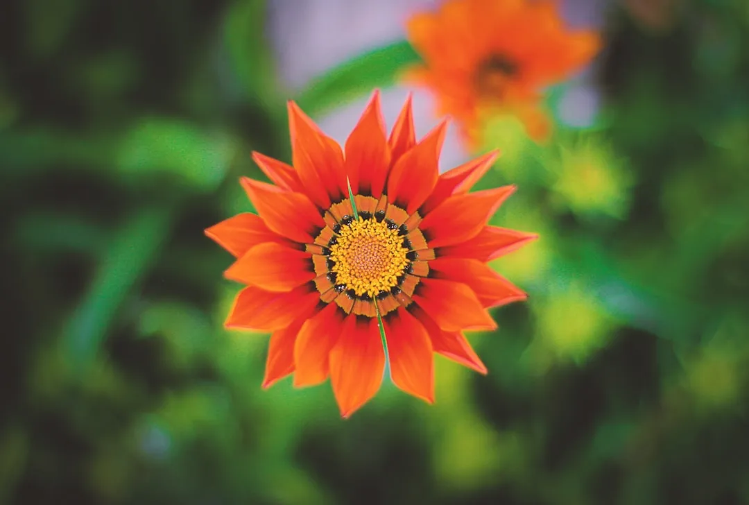 Hybrid Breeding Has Stripped the Reward (Image Credits: Unsplash)