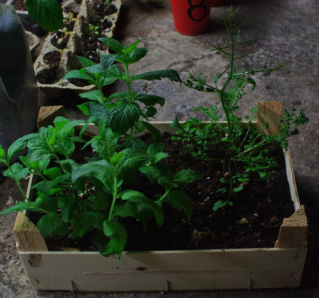 Mint Doesn't Even Need Seeds to Spread (eggrole, Flickr, CC BY 2.0)