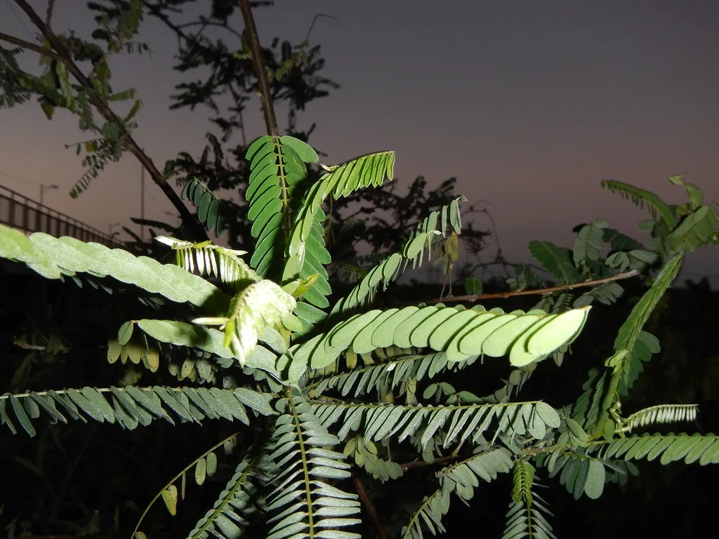 Conserving Water Through the Night (Matt Lavin, Flickr, CC BY-SA 2.0)