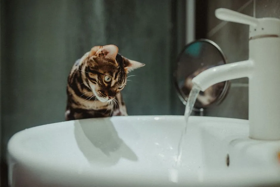 How Rare Is It for a Cat to Actually Like Water? (Image Credits: Pexels)