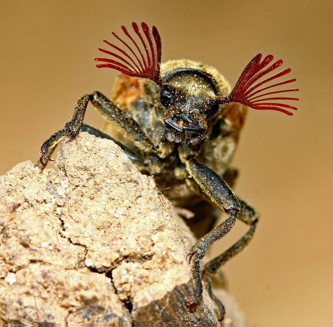 8. Minute Pirate Bug (Image Credits: Unsplash)