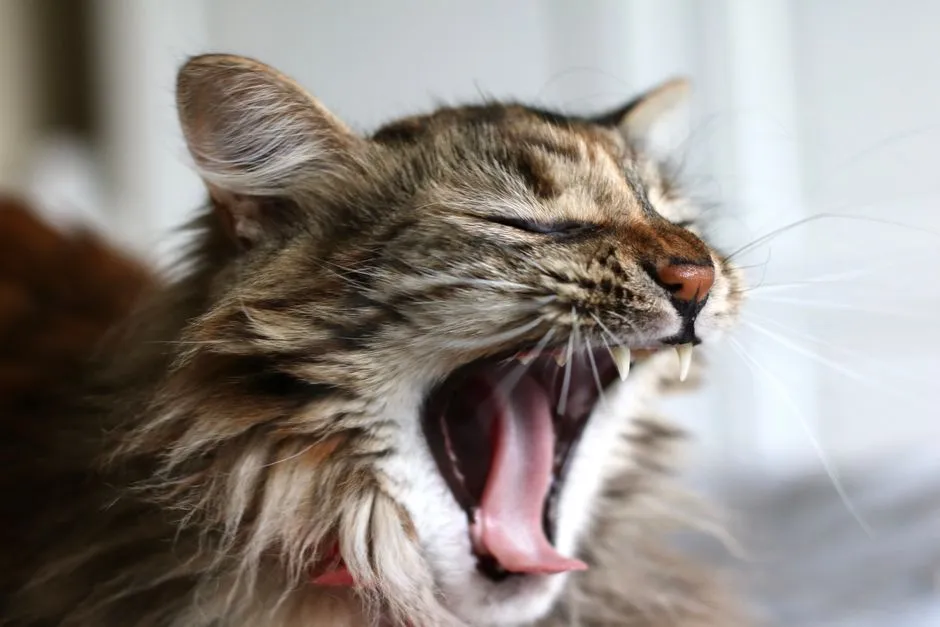Boredom and Pent-Up Energy Play a Real Role (Image Credits: Pexels)
