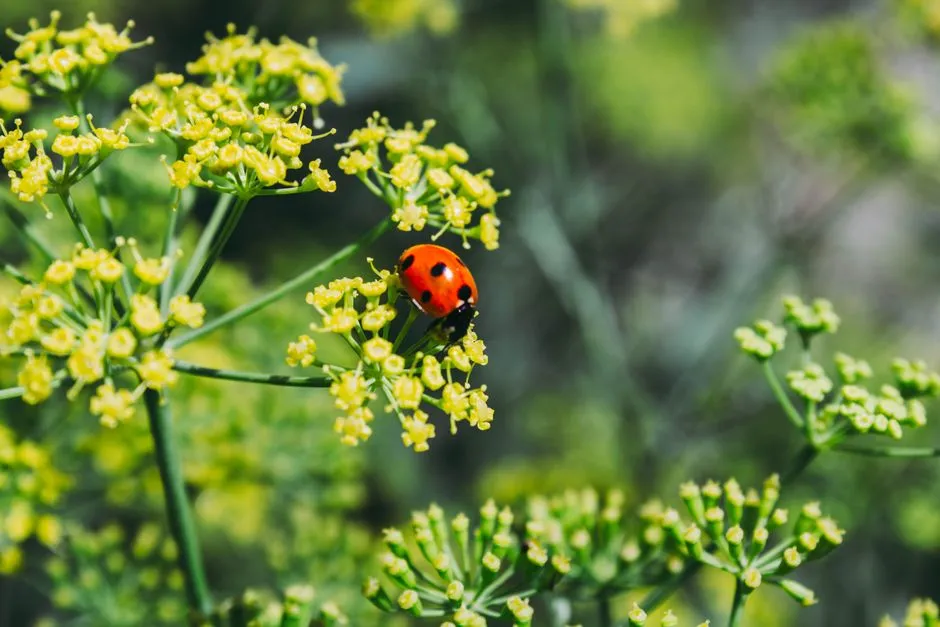 Companion Planting Advice Was Hit or Miss (Image Credits: Pexels)