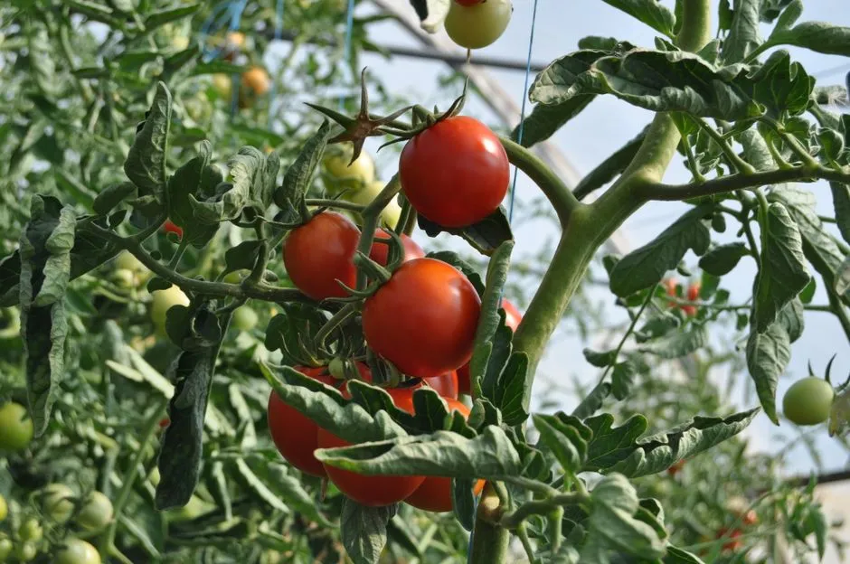 Most Supermarket Tomatoes Are F1 Hybrids (Image Credits: Pexels)