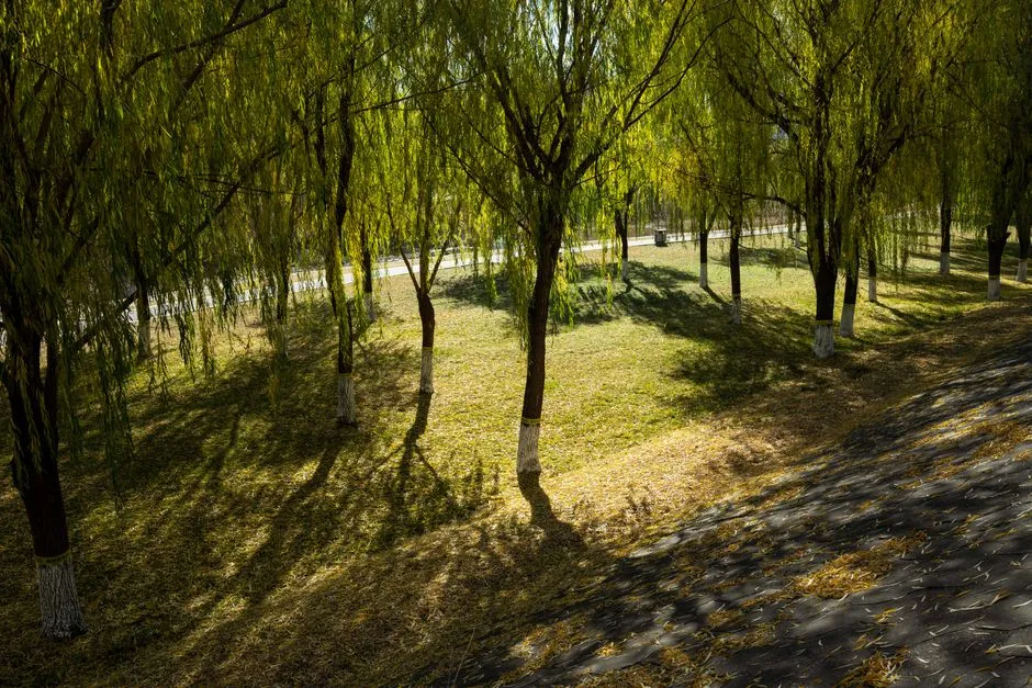 Trees and Vegetation as Microclimate Engineers (Image Credits: Pexels)