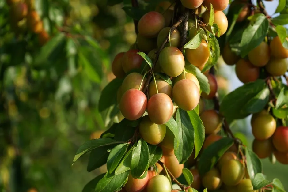 Choosing Resistant Varieties from the Start (Image Credits: Pexels)