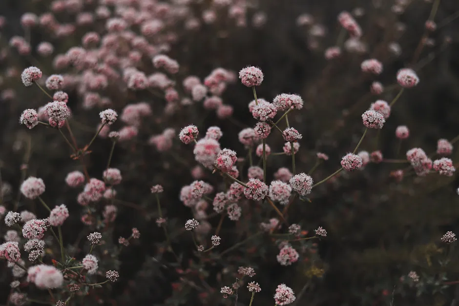 5. California Buckwheat - The Native Powerhouse (Image Credits: Pexels)