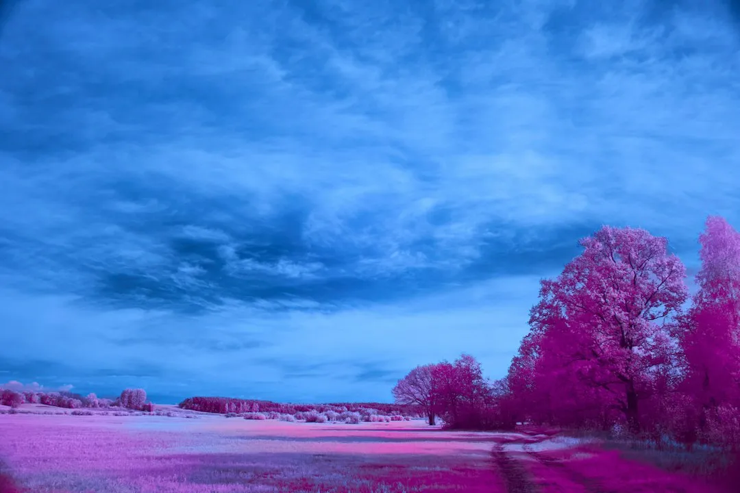 Why You Remember These Dreams More Clearly (Image Credits: Unsplash)