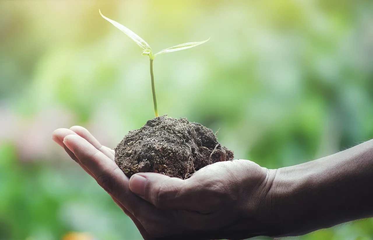 Why the 1950s Were a Turning Point for Seed Culture (Image Credits: Pixabay)