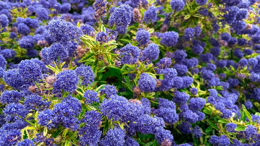 4. California Lilac (Ceanothus spp.): A Spring Spectacle Worth the Space (Image Credits: Unsplash)