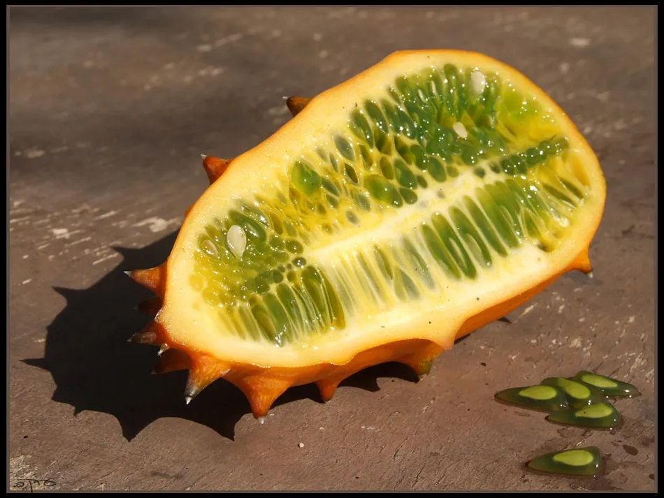 Cucumbers and Melons: When Vines Compete Underground (Eran Finkle, Flickr, CC BY 2.0)