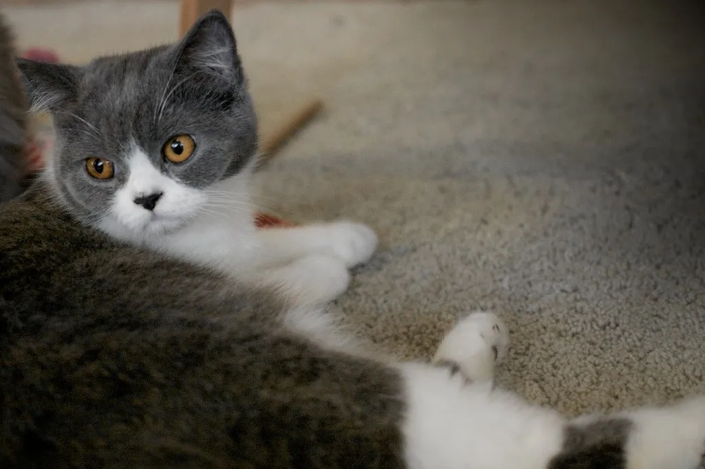 Cats May Be Healing Themselves While They Purr (ecodallaluna, Flickr, CC BY-SA 2.0)