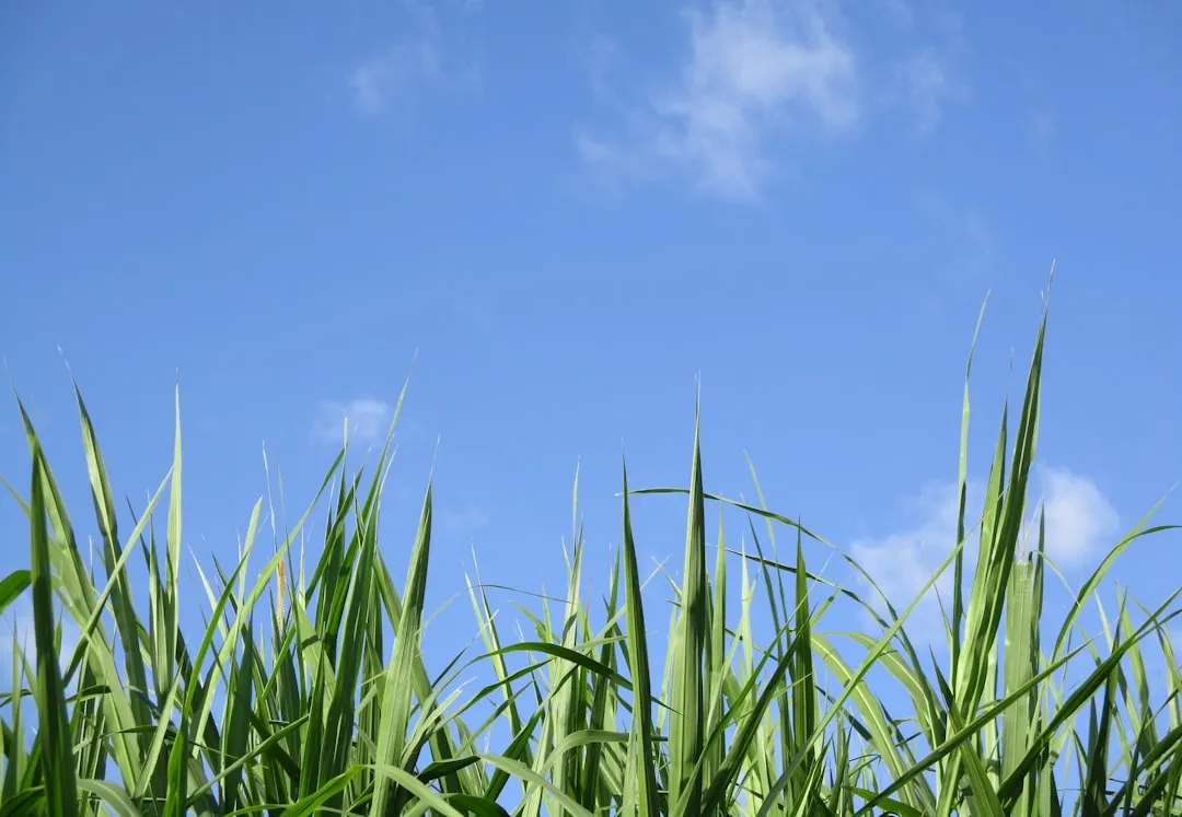 Turf Monocultures and the Collapse of Urban Ecosystems (Image Credits: Unsplash)