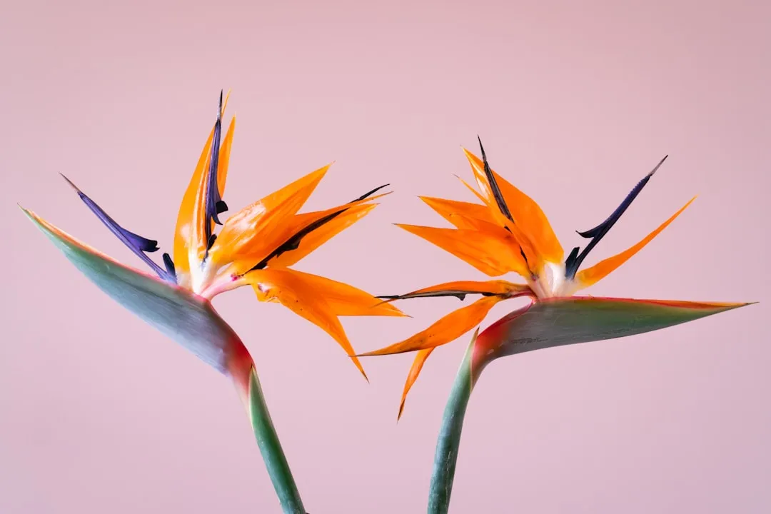 The Bird of Paradise: The Grand Gesture Host (Image Credits: Unsplash)