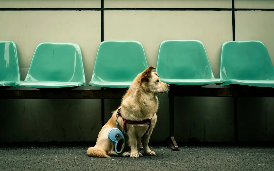 Partial Cruciate Tears: The Classic On-and-Off Culprit (Image Credits: Unsplash)