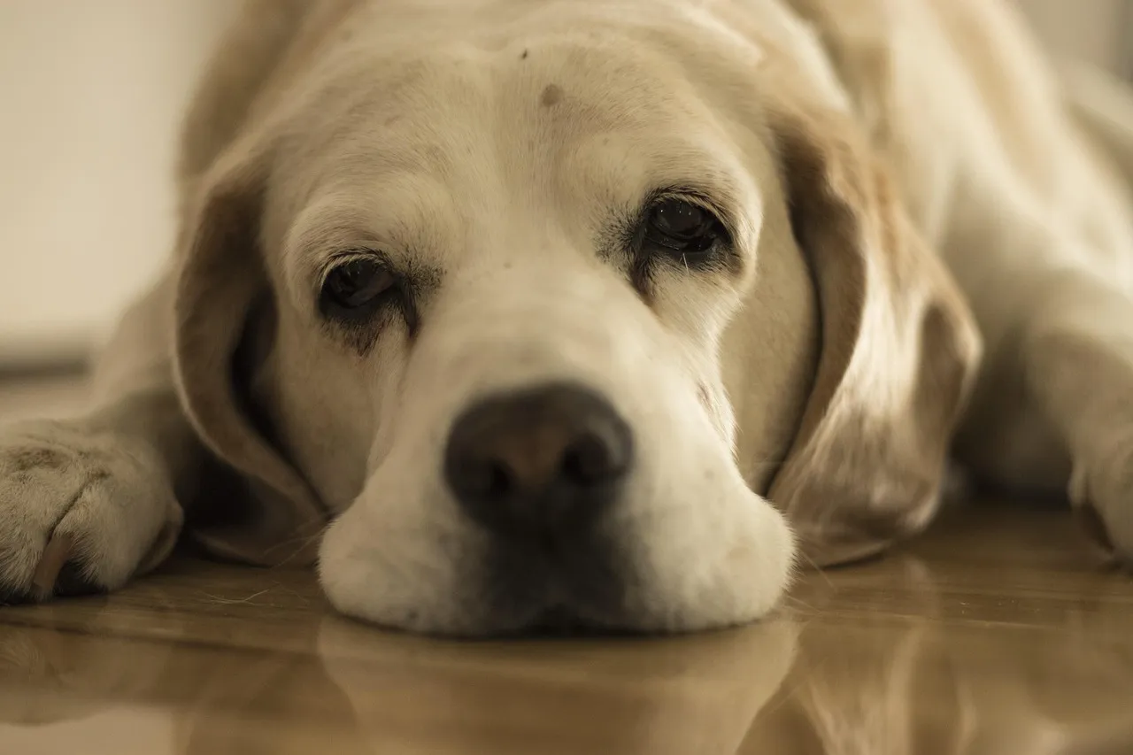 Why Dogs Lose Interest So Fast (Image Credits: Pixabay)
