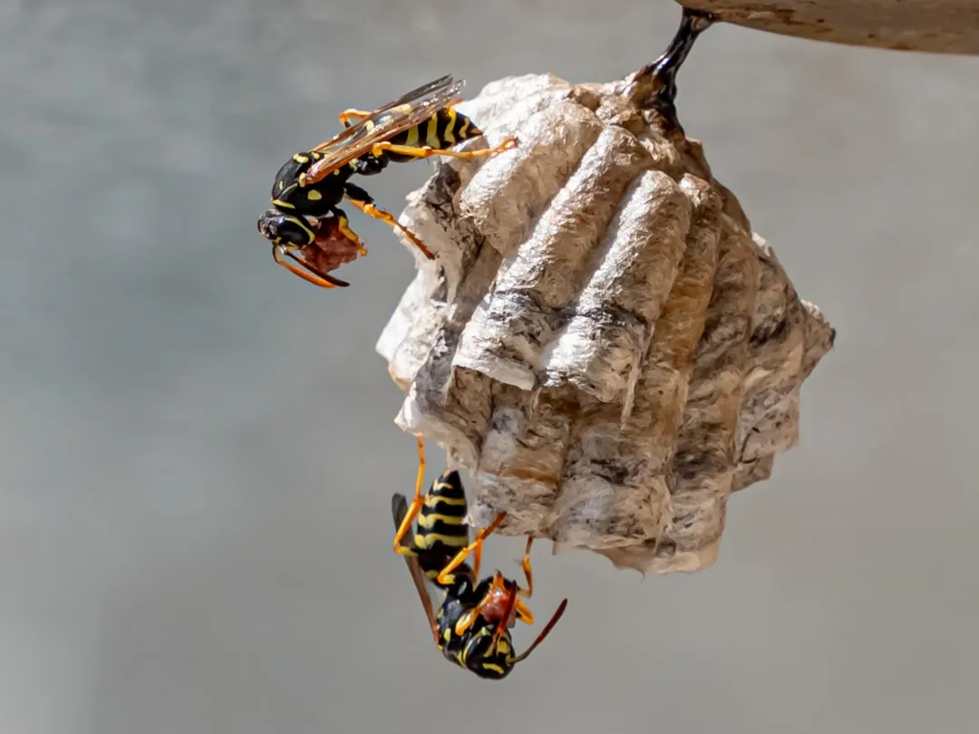 Ground Wasps and Yellow Jackets: When the Hole Demands More Caution (Image Credits: Unsplash)