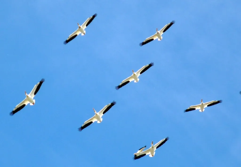 What Comes Next for Migratory Birds (Image Credits: Rawpixel)
