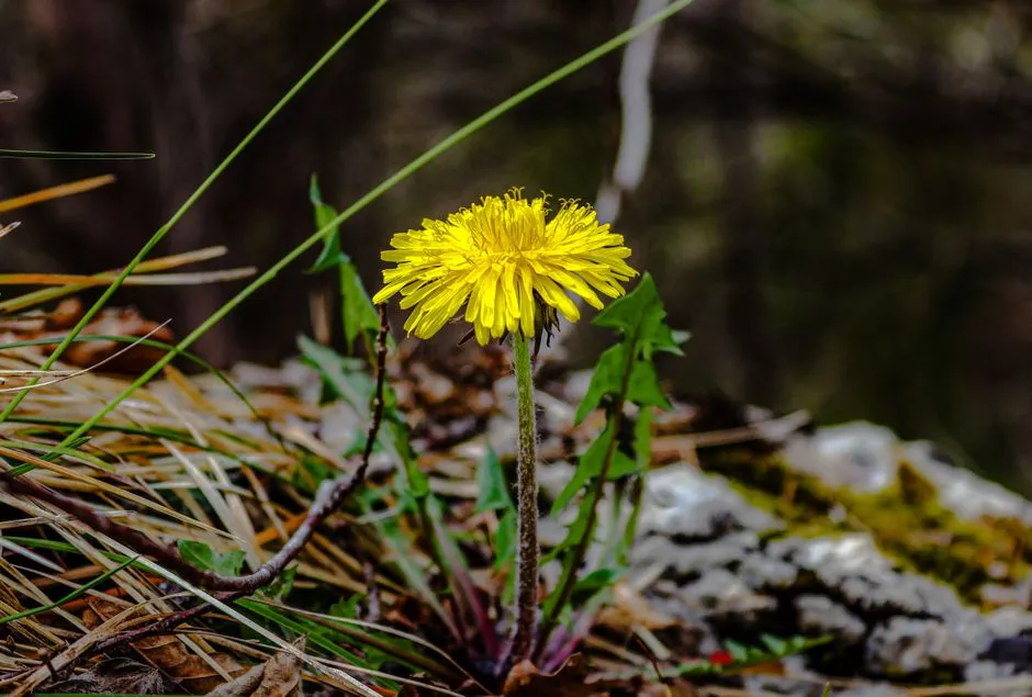 8. Specific Weeds Are Taking Over (Image Credits: Pexels)