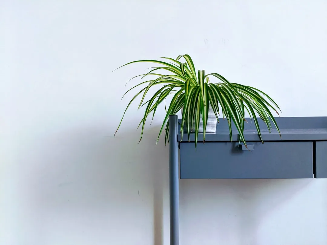 The Spider Plant Keeper: Generous, Nurturing, Always Giving (Image Credits: Unsplash)