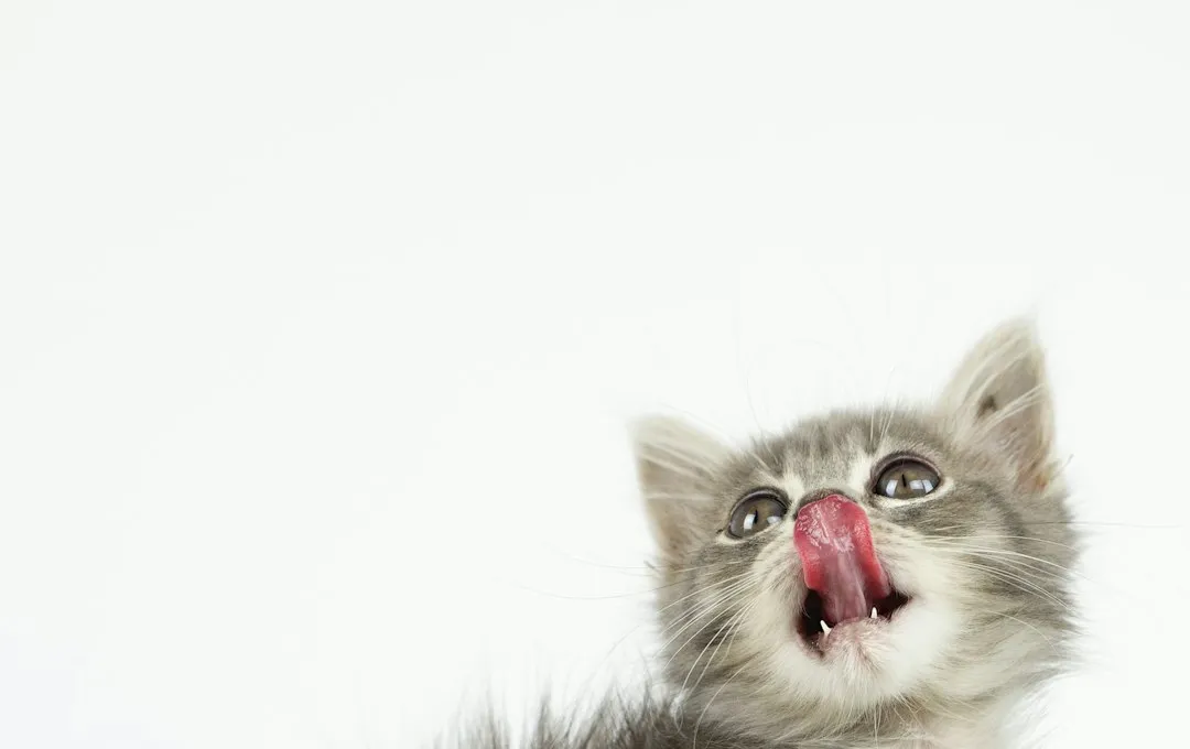 The Kitten Connection: Where Meowing Really Begins (Image Credits: Unsplash)